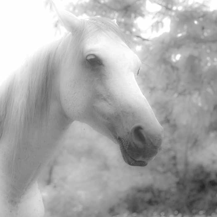 “Retrato de un caballo”, Foto de la semana 10/2018 en la Asociación Fotográfica de Toledo