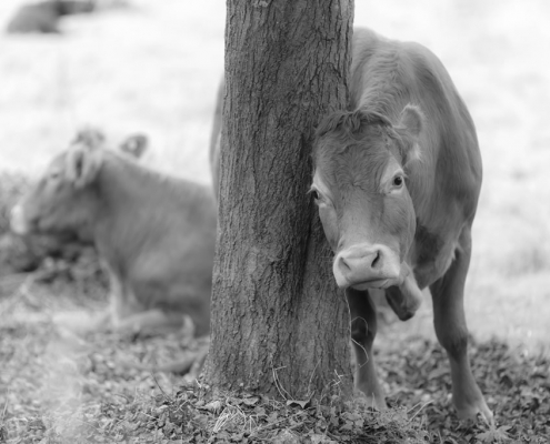 Las vacas no tienen la culpa