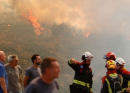 El paisano, especie en extinción